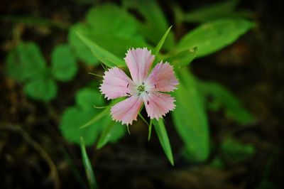 Close-up of pink flower