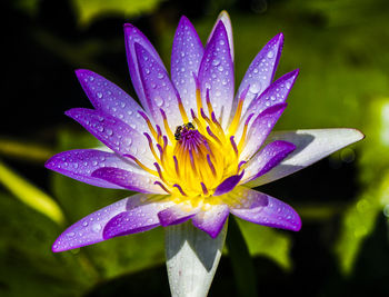 Close-up of water drops on flower blooming outdoors