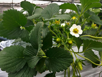 Close-up of flowering plant