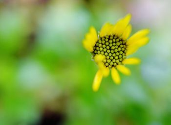 Close-up of yellow flower