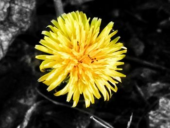 Close-up of yellow flower blooming outdoors