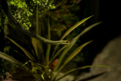 Close-up of insect on plant