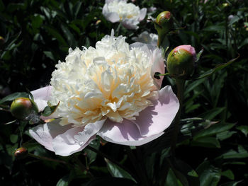 Close-up of white flowering plant