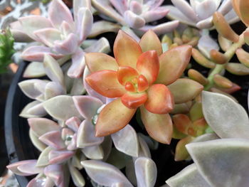 Close-up of flowers