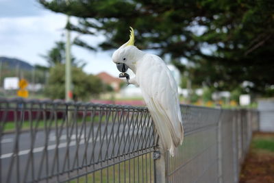 Close-up of parrot perching on fence