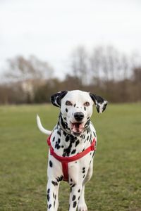 Portrait of dog on field