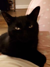Close-up portrait of black cat at home