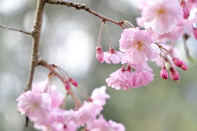 Close-up of pink cherry blossoms