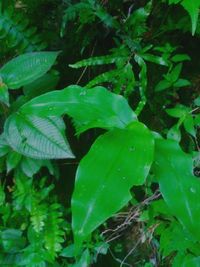 Close-up of raindrops on leaves