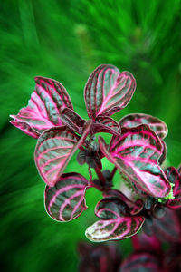 Close-up of butterfly on plant