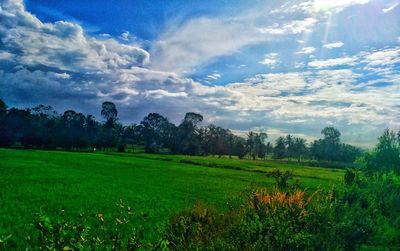 Scenic view of field against sky