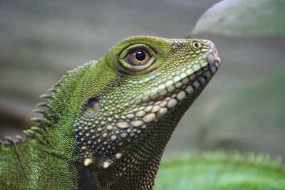 Close-up of green lizard