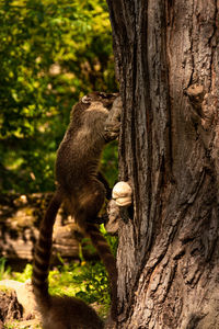 Monkey on tree trunk