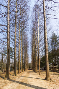 Road amidst bare trees at forest
