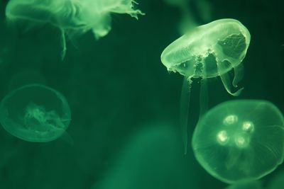 Close-up of jellyfish in sea