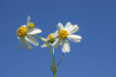 Close-up of white flowers against clear blue sky