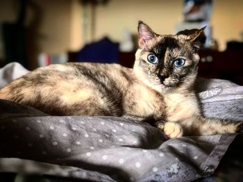 Close-up portrait of cat relaxing at home