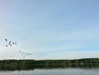 Bird flying over sea