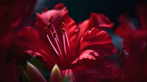 Close-up of red flower