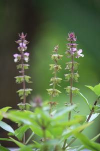 Close-up of purple flowering plant