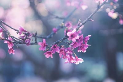 Close-up of pink cherry blossoms in spring
