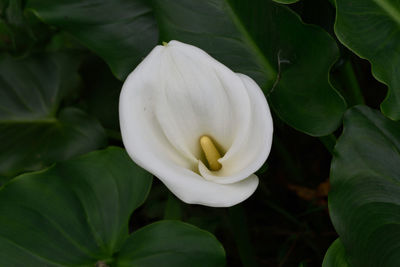 Close-up of white flower