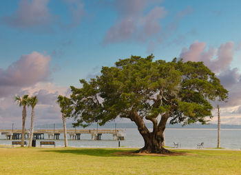 Tree on field by sea against sky