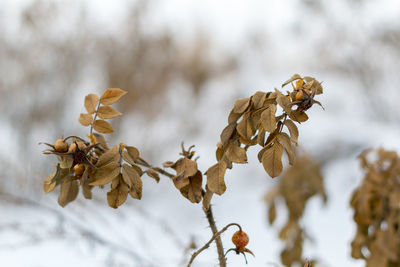 Close-up of snow on plant against sky