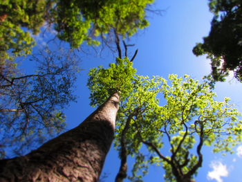 Low angle view of a tree against sky