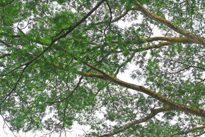 Low angle view of trees against sky