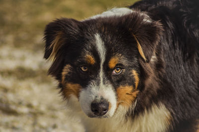 Close-up portrait of dog