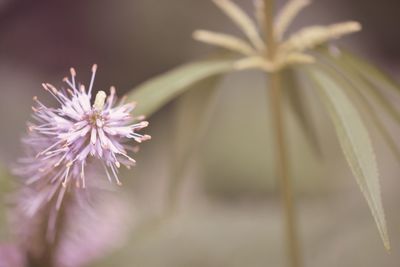 Close-up of purple flowering plant