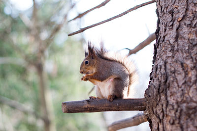 Close-up of squirrel on tree