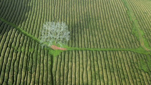 Full frame shot of agricultural field