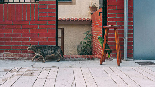 Cat on footpath against brick wall of building