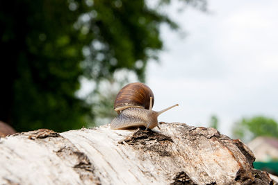 Close-up of snail on tree trunk