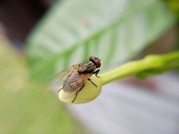 Close-up of fly on bud