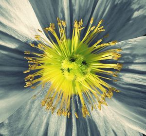 Close-up of yellow flower