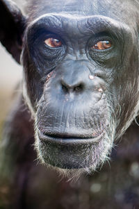 Close-up portrait of a monkey