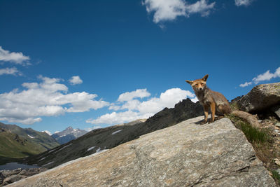 Fox sitting on rock against sky