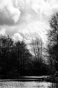 Scenic view of trees against sky