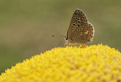 Close-up of butterfly pollinating on yellow flower