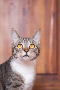 Portrait of a cute brown tabby striped cat