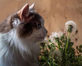 Close-up of a cat looking away