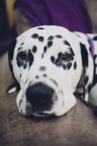 Close-up portrait of a dog at home