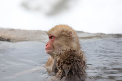 Japanese snow monkey in hot spring