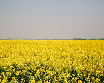 Scenic view of oilseed rape field against sky