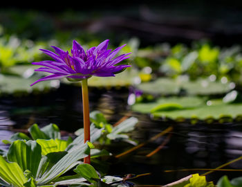 Close-up of purple lotus water lily in lake