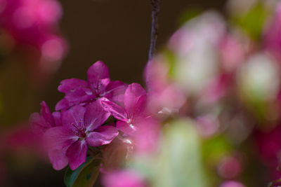 Close-up of pink flowering plant