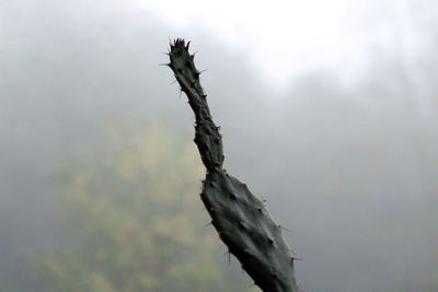 Close-up of plant against sky